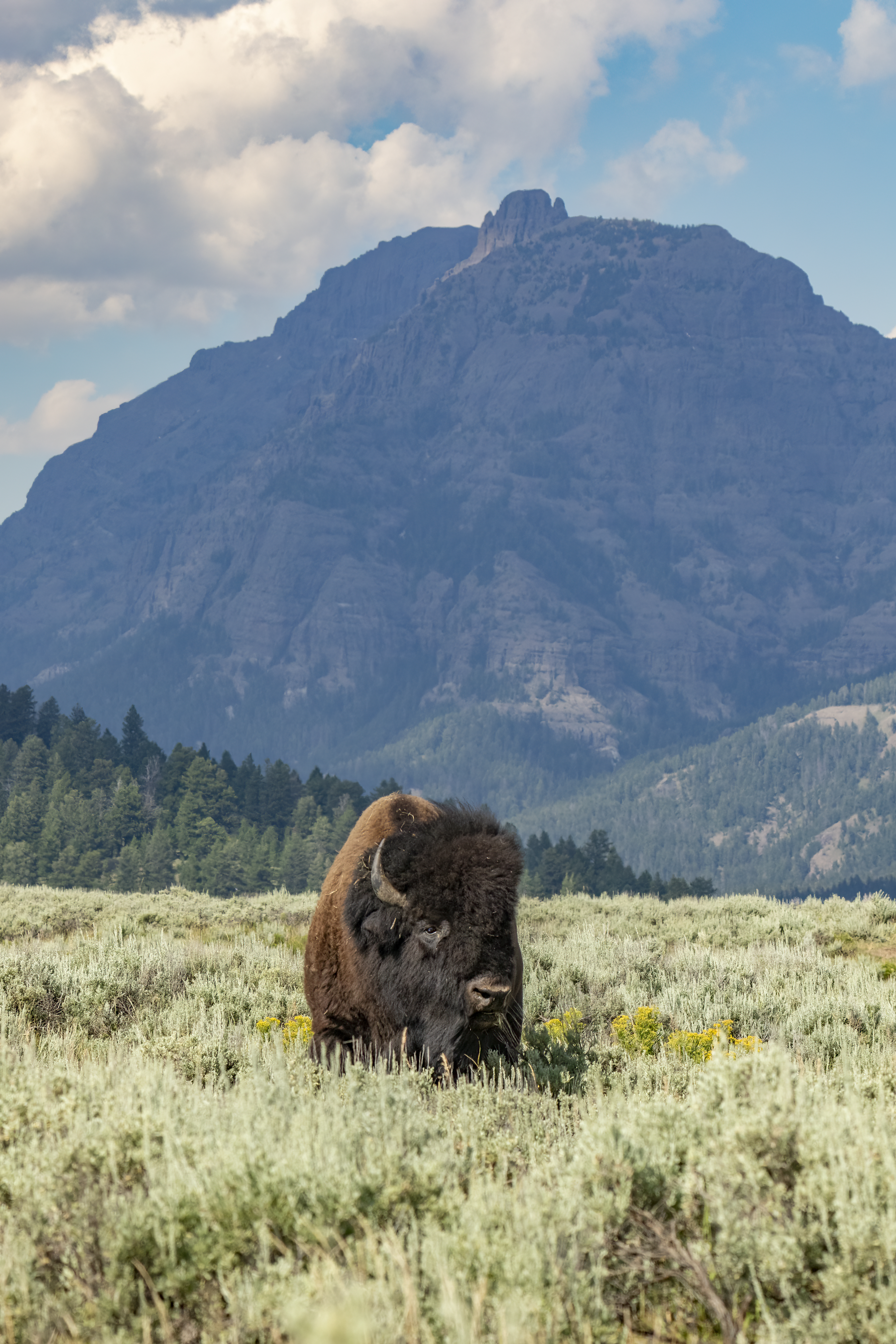 A singular bison standing beneath a great mountain.