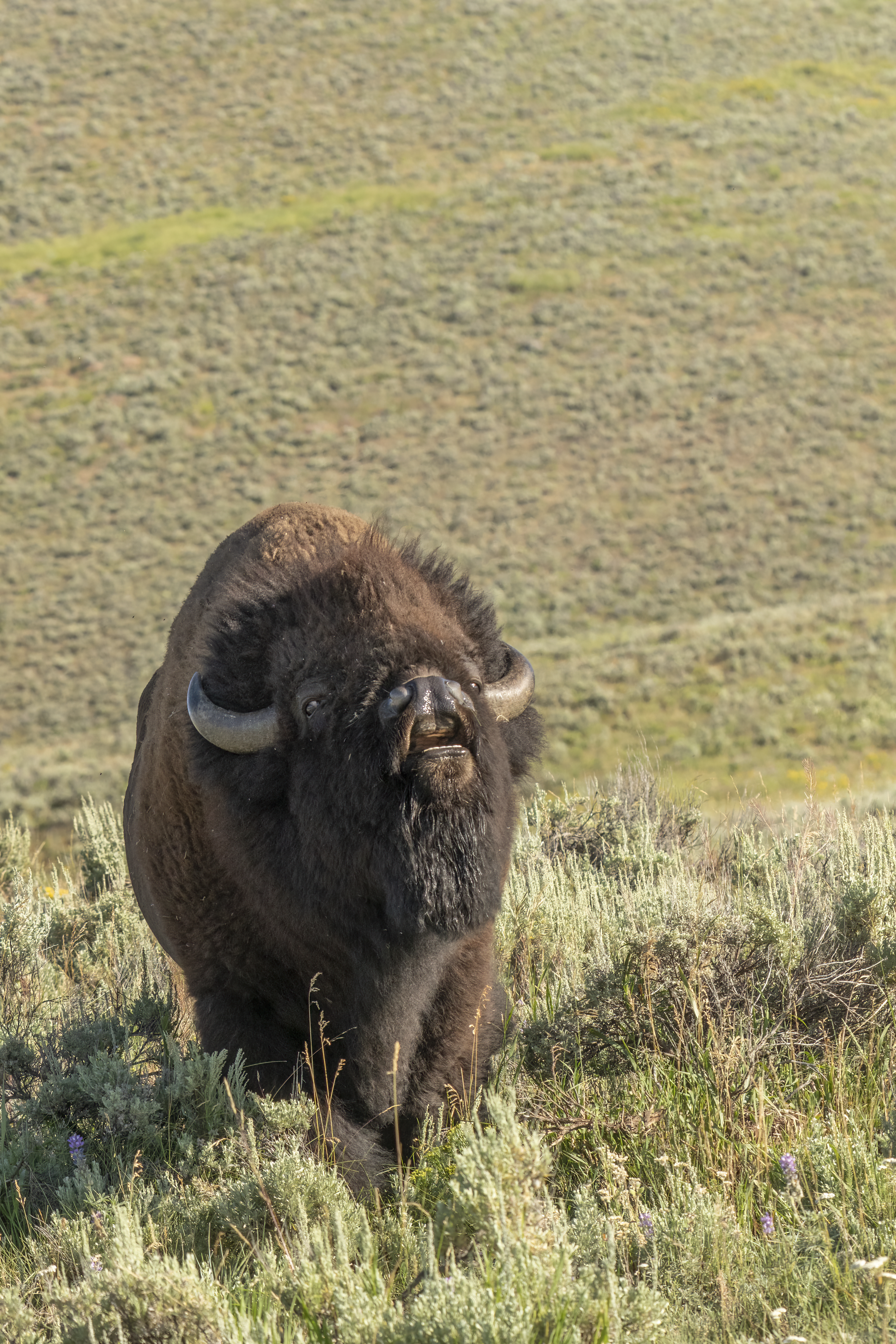 Bison bellowing towards the viewer